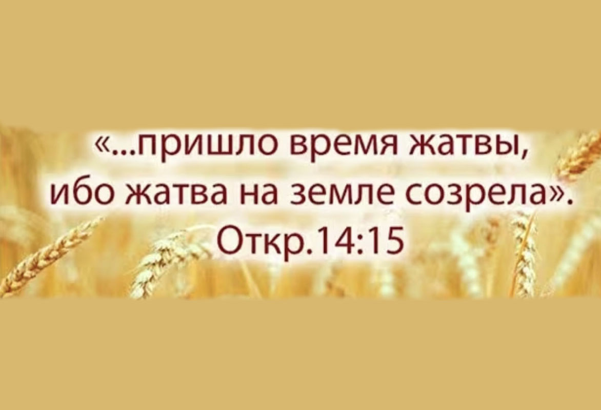 Жатва
